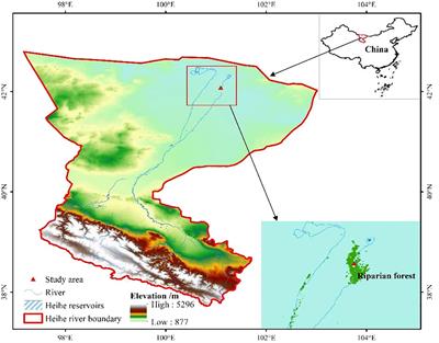 Coordination and adaptation of water processes in Populus euphratica in response to salinity